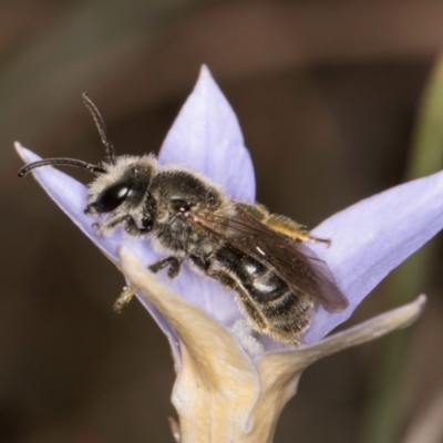 Lasioglossum (Chilalictus) lanarium (Halictid bee) at Umbagong District Park - 3 Dec 2023 by kasiaaus