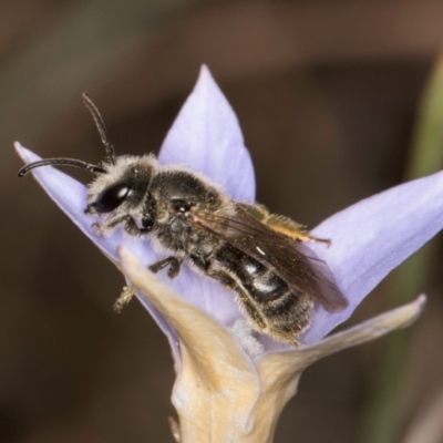 Lasioglossum (Chilalictus) lanarium (Halictid bee) at Latham, ACT - 3 Dec 2023 by kasiaaus