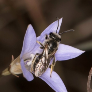 Lasioglossum (Chilalictus) lanarium at Blue Devil Grassland, Umbagong Park (BDG) - 3 Dec 2023