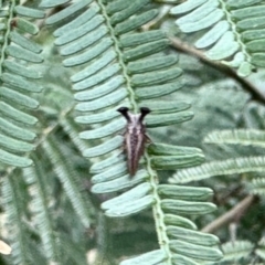 Ceraon sp. (genus) (2-horned tree hopper) at Aranda, ACT - 3 Dec 2023 by KMcCue