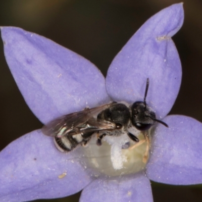 Lasioglossum (Chilalictus) sp. (genus & subgenus) (Halictid bee) at Umbagong District Park - 3 Dec 2023 by kasiaaus