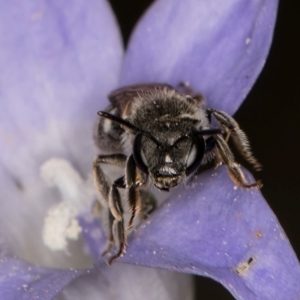 Lasioglossum (Chilalictus) sp. (genus & subgenus) at Blue Devil Grassland, Umbagong Park (BDG) - 3 Dec 2023