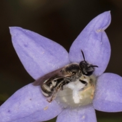 Lasioglossum (Chilalictus) sp. (genus & subgenus) at Blue Devil Grassland, Umbagong Park (BDG) - 3 Dec 2023