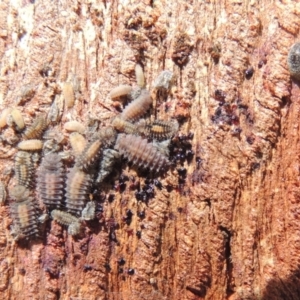 Scymnodes sp. (genus) at Pollinator-friendly garden Conder - 23 Sep 2023 11:38 AM