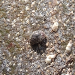 Scymnodes sp. (genus) at Pollinator-friendly garden Conder - 23 Sep 2023 11:38 AM