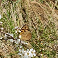 Heteronympha merope (Common Brown Butterfly) at Mount Mugga Mugga - 3 Dec 2023 by Mike