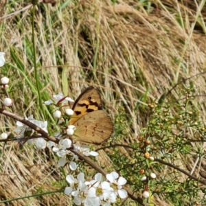 Heteronympha merope at Mount Mugga Mugga - 4 Dec 2023