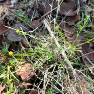 Calotis lappulacea at Mount Painter - 3 Dec 2023