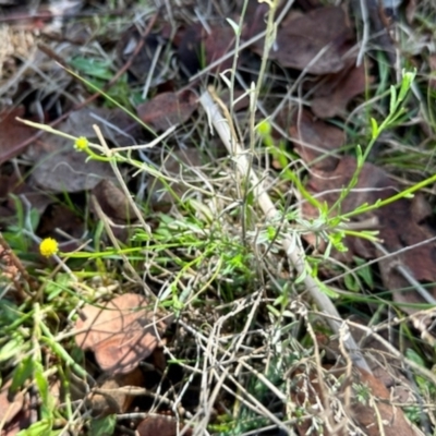 Calotis lappulacea (Yellow Burr Daisy) at Belconnen, ACT - 2 Dec 2023 by KMcCue