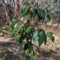 Eucalyptus saligna (Sydney Blue Gum) at Pearce, ACT - 2 Dec 2023 by HelenCross