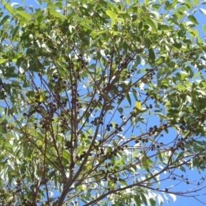 Eucalyptus saligna at Mount Taylor - 3 Dec 2023