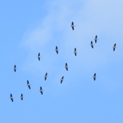 Threskiornis spinicollis (Straw-necked Ibis) at Chifley, ACT - 2 Dec 2023 by HelenCross