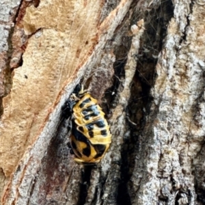 Harmonia conformis at Aranda, ACT - 3 Dec 2023 01:43 PM