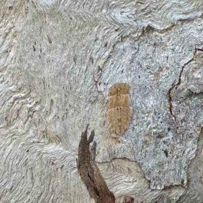 Ledromorpha planirostris (A leafhopper) at Aranda, ACT - 3 Dec 2023 by KMcCue