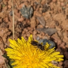 Lasioglossum (Chilalictus) sp. (genus & subgenus) (Halictid bee) at Melba, ACT - 3 Dec 2023 by chriselidie