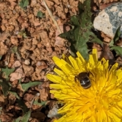 Lasioglossum (Chilalictus) sp. (genus & subgenus) at Melba, ACT - 4 Dec 2023