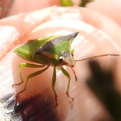 Cuspicona thoracica (Shield bug) at Kambah, ACT - 3 Dec 2023 by HelenCross