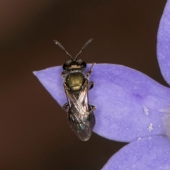 Lasioglossum (Chilalictus) cognatum (sweat bee) at Umbagong District Park - 3 Dec 2023 by kasiaaus