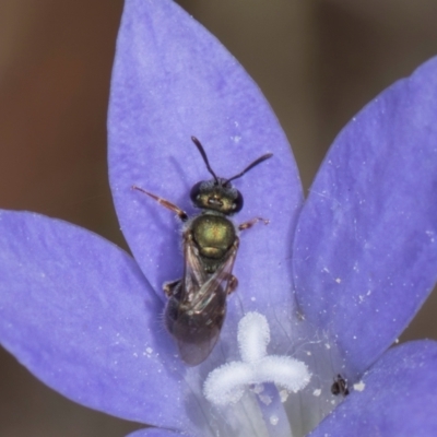 Lasioglossum (Chilalictus) cognatum (sweat bee) at Umbagong District Park - 3 Dec 2023 by kasiaaus