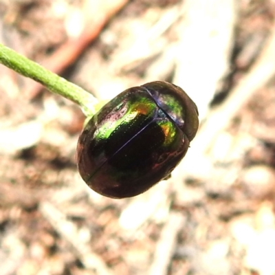 Callidemum hypochalceum (Hop-bush leaf beetle) at Kambah, ACT - 3 Dec 2023 by HelenCross
