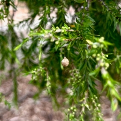 Araneae (order) (Unidentified spider) at Aranda, ACT - 3 Dec 2023 by KMcCue