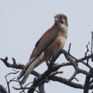 Falco berigora at Kambah, ACT - 4 Dec 2023 08:05 AM