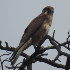 Falco berigora at Kambah, ACT - 4 Dec 2023 08:05 AM