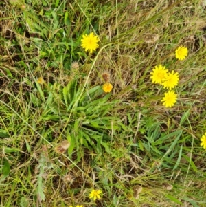 Leontodon saxatilis at Mount Mugga Mugga - 4 Dec 2023