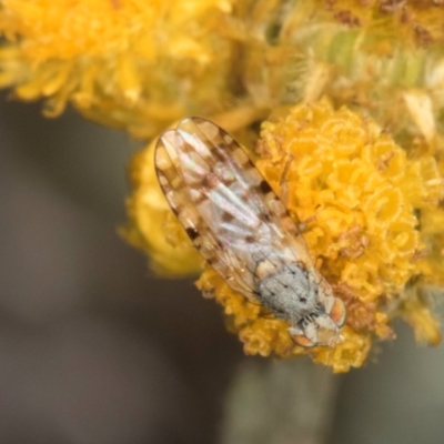 Austrotephritis pelia (Australian Fruit Fly) at Blue Devil Grassland, Umbagong Park (BDG) - 3 Dec 2023 by kasiaaus