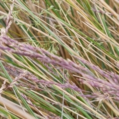 Poa labillardierei (Common Tussock Grass, River Tussock Grass) at Jerrabomberra, ACT - 3 Dec 2023 by Mike