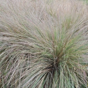 Poa labillardierei at Mount Mugga Mugga - 4 Dec 2023