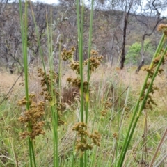 Juncus vaginatus (Clustered Rush) at Chifley, ACT - 3 Dec 2023 by Mike