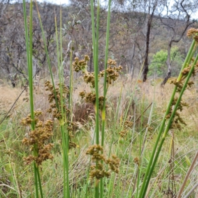 Juncus vaginatus (Clustered Rush) at Mount Mugga Mugga - 4 Dec 2023 by Mike