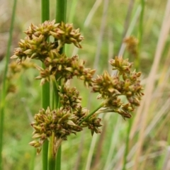 Juncus vaginatus at Mount Mugga Mugga - 4 Dec 2023