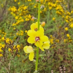 Verbascum virgatum at Mount Mugga Mugga - 4 Dec 2023 08:38 AM