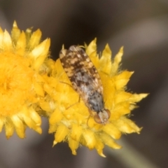 Austrotephritis poenia at Blue Devil Grassland, Umbagong Park (BDG) - 3 Dec 2023