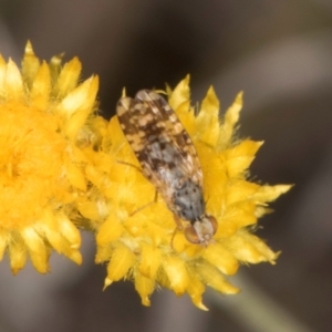 Austrotephritis poenia at Blue Devil Grassland, Umbagong Park (BDG) - 3 Dec 2023