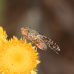 Austrotephritis poenia (Australian Fruit Fly) at Blue Devil Grassland, Umbagong Park (BDG) - 3 Dec 2023 by kasiaaus