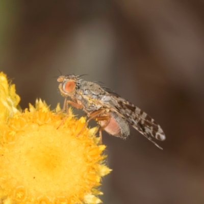 Austrotephritis poenia (Australian Fruit Fly) at Latham, ACT - 3 Dec 2023 by kasiaaus