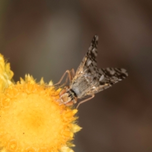 Austrotephritis poenia at Blue Devil Grassland, Umbagong Park (BDG) - 3 Dec 2023