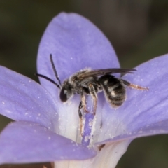 Lasioglossum (Chilalictus) sp. (genus & subgenus) (Halictid bee) at Umbagong District Park - 3 Dec 2023 by kasiaaus