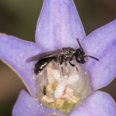 Lasioglossum sp. (genus) (Furrow Bee) at Umbagong District Park - 3 Dec 2023 by kasiaaus