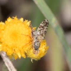 Austrotephritis poenia (Australian Fruit Fly) at Latham, ACT - 3 Dec 2023 by kasiaaus