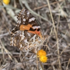 Vanessa kershawi (Australian Painted Lady) at Umbagong District Park - 3 Dec 2023 by kasiaaus