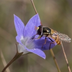 Simosyrphus grandicornis (Common hover fly) at Blue Devil Grassland, Umbagong Park (BDG) - 3 Dec 2023 by kasiaaus