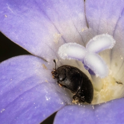 Aethina sp. (genus) (Sap beetle) at Umbagong District Park - 3 Dec 2023 by kasiaaus