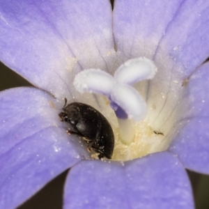 Aethina sp. (genus) at Blue Devil Grassland, Umbagong Park (BDG) - 3 Dec 2023