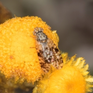 Austrotephritis poenia at Blue Devil Grassland, Umbagong Park (BDG) - 3 Dec 2023