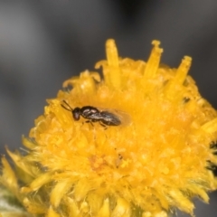 Chalcidoidea (superfamily) (A gall wasp or Chalcid wasp) at Umbagong District Park - 3 Dec 2023 by kasiaaus