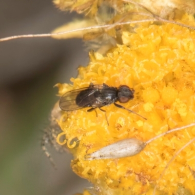 Muscidae (family) at Latham, ACT - 3 Dec 2023 by kasiaaus